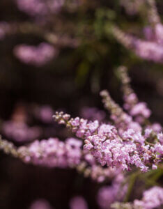 Vitex agnus-castus Pink Pinnacle - Arbre au poivre - Gattilier - inflorescence