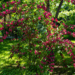 Weigela Bristol Ruby - Weigélie fleurie - vue d'ensemble