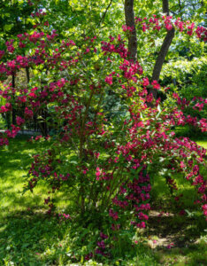 Weigela Bristol Ruby - Weigélie fleurie - vue d'ensemble