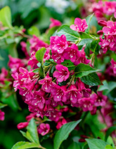 Weigela Bristol Ruby - Weigélie fleurie - fleurs