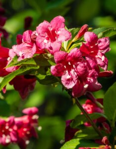 Weigela Bristol Ruby - Weigélie fleurie - Fleurs