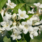 Weigela Candida - Weigélie fleurie - fleurs