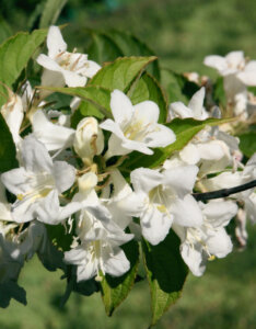 Weigela Candida - Weigélie fleurie - fleurs