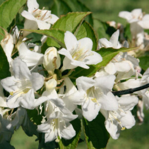 Weigela Candida - Weigélie fleurie - fleurs