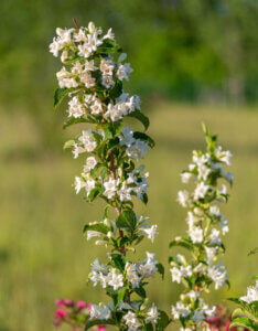 Weigela Candida - Weigélie fleurie - vue d'ensemble