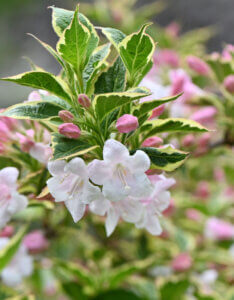 Weigela Nana Variegata - Weigélie fleurie naine - fleurs et feuillage