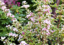 Weigela Nana Variegata - Weigélie fleurie naine - vue d'ensemble