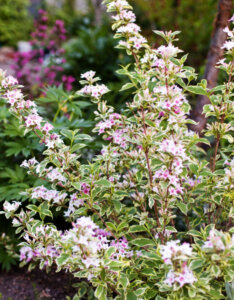 Weigela Nana Variegata - Weigélie fleurie naine - vue d'ensemble