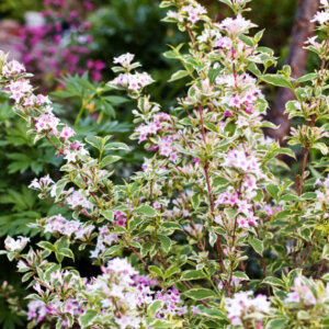 Weigela Nana Variegata - Weigélie fleurie naine - vue d'ensemble