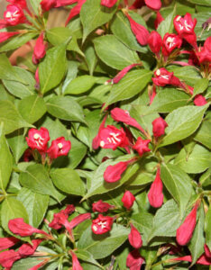 Weigela Red Prince - Weigélie fleurie - fleurs et feuillage