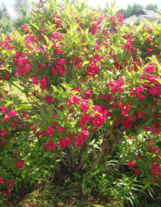 Weigela Red Prince - Weigélie fleurie - vue d'ensemble