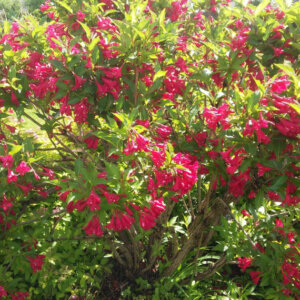 Weigela Red Prince - Weigélie fleurie - vue d'ensemble