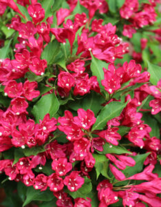 Weigela Red Prince - Weigélie fleurie - fleurs