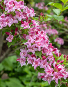 Weigela Rosea - Weigélie fleurie - inflorescence
