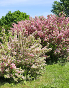 Weigela Rosea - Weigélie fleurie - vue d'ensemble