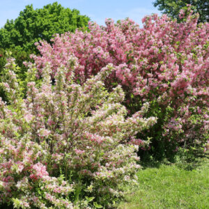 Weigela Rosea - Weigélie fleurie - vue d'ensemble