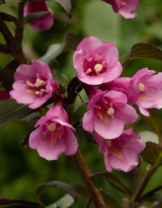 Weigela florida Nana Purpurea - Weigélie fleurie - fleurs