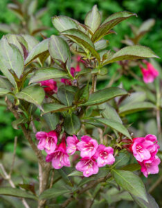 Weigela florida Nana Purpurea - Weigélie fleurie - vue d'ensemble