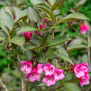 Weigela florida Nana Purpurea - Weigélie fleurie - vue d'ensemble
