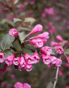 Weigela florida Victoria - Weigélie fleurie - fleurs