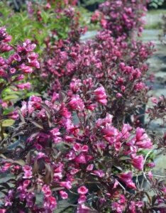 Weigela florida Victoria - Weigélie fleurie - vue d'ensemble