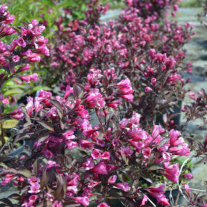 Weigela florida Victoria - Weigélie fleurie - vue d'ensemble
