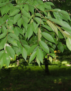 Zelkova serrata - Zelkova du japon - feuillage
