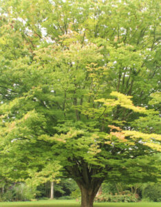 Zelkova serrata - Zelkova du japon - vue d'ensemble