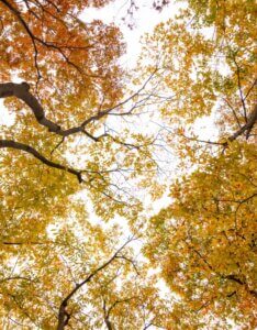 Zelkova serrata - Zelkova du japon - Automne
