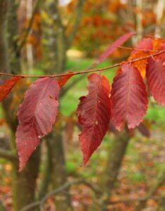Zelkova serrata - Zelkova du japon - Feuillage d'automne