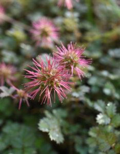 Acaena buchananii - Acaena bleu-gris - Lampourde - inflorescences
