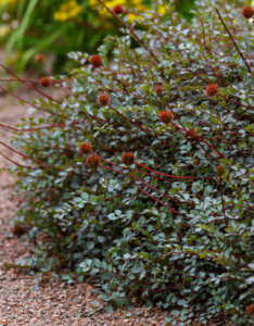 Acaena buchananii - Acaena bleu-gris - Lampourde - vue d'ensemble