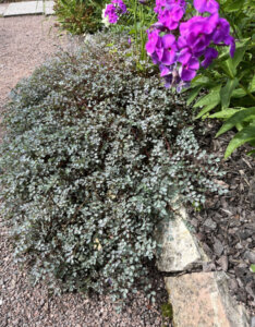 Acaena buchananii - Acaena bleu-gris - Lampourde - vue d'ensemble