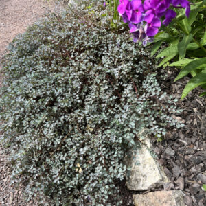 Acaena buchananii - Acaena bleu-gris - Lampourde - vue d'ensemble