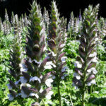 Acanthus mollis - Acanthe - inflorescences
