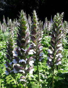 Acanthus mollis - Acanthe - inflorescences