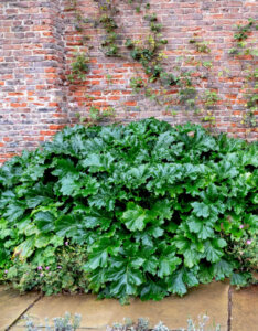 Acanthus mollis - Acanthe - vue d'ensemble