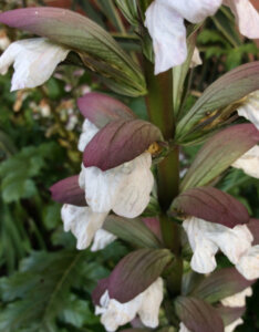 Acanthus mollis - Acanthe - fleurs