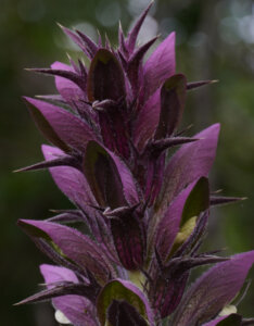 Acanthus spinosus - Acanthe épineuse - inflorescence