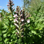 Acanthus spinosus - Acanthe épineuse - vue d'ensemble