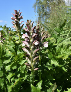 Acanthus spinosus - Acanthe épineuse - vue d'ensemble