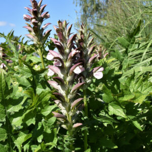 Acanthus spinosus - Acanthe épineuse - vue d'ensemble