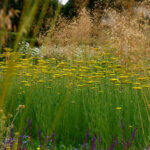 Achillea Coronation Gold - Achillée à feuilles de fougère - vue d'ensemble