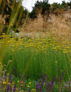 Achillea Coronation Gold - Achillée à feuilles de fougère - vue d'ensemble