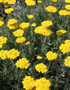 Achillea Coronation Gold - Achillée à feuilles de fougère - inflorescences