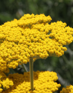 Achillea Coronation Gold - Achillée à feuilles de fougère - inflorescence