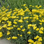 Achillea Moonshine - Achillée hybride - vue d'ensemble