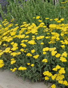 Achillea Moonshine - Achillée hybride - vue d'ensemble