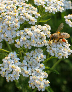 Achillea millefolium - Achillée millefeuille blanche - inflorescence