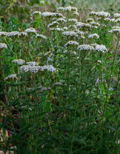 Achillea millefolium - Achillée millefeuille blanche - vue d'ensemble
